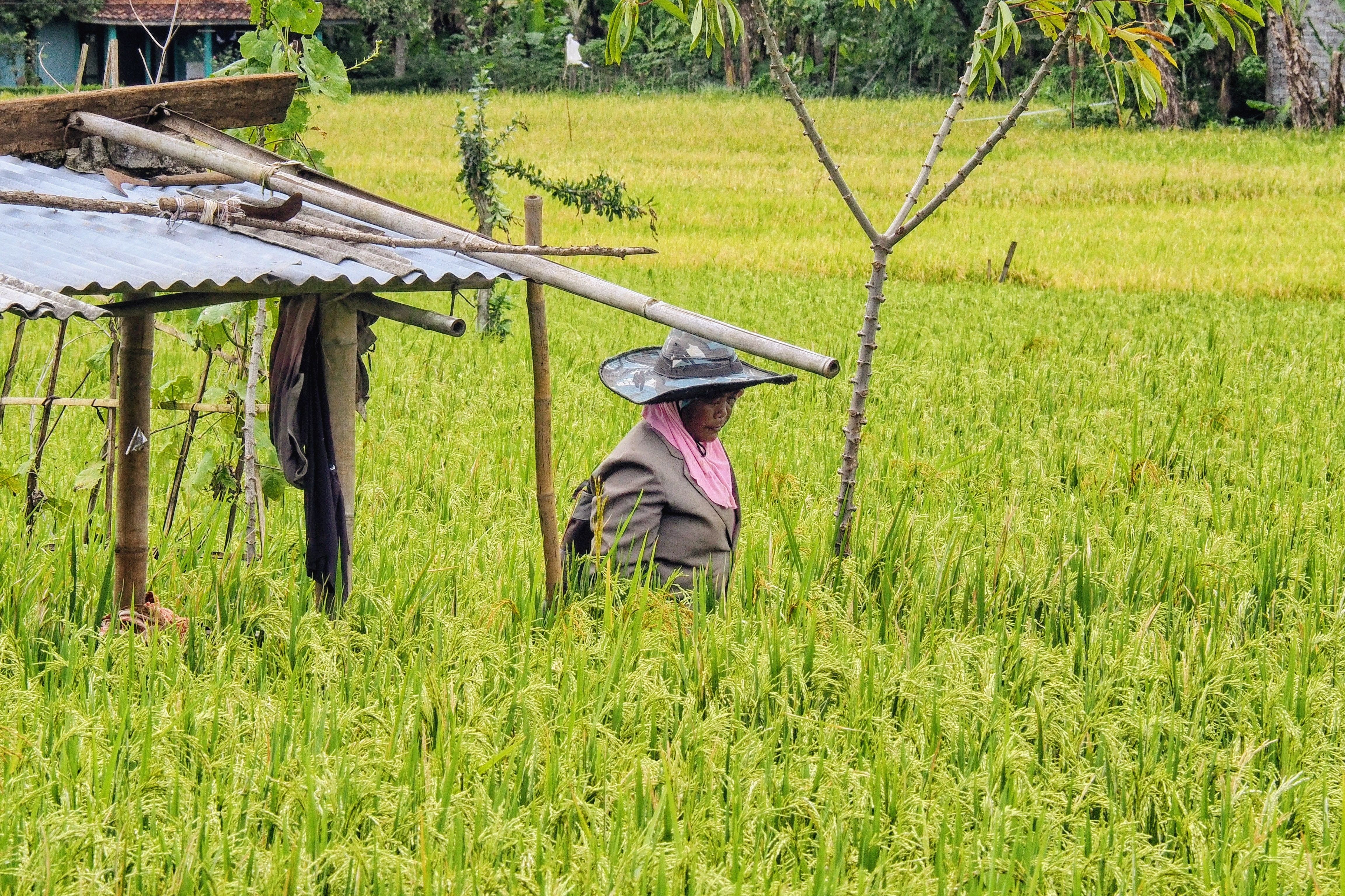 Kegiatan koperasi pertanian DEKOPIN